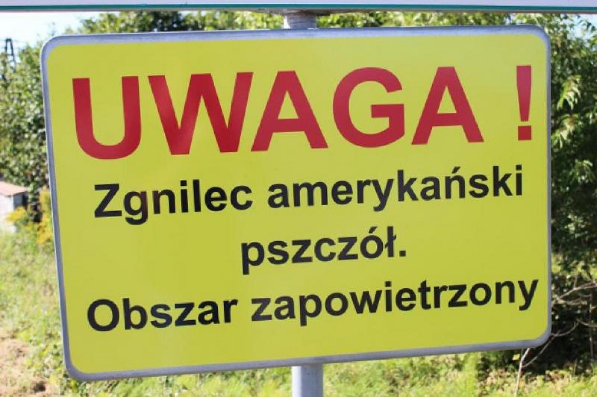 Zwalczanie zgnilca amerykańskiego pszczół