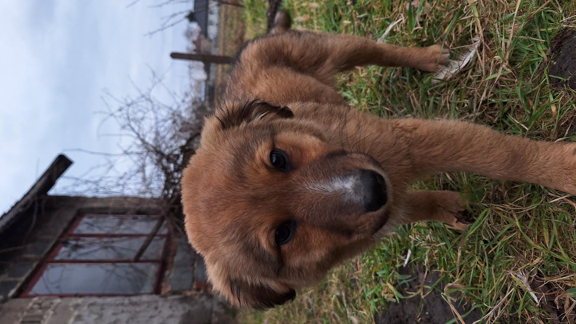 Pieski do adopcji