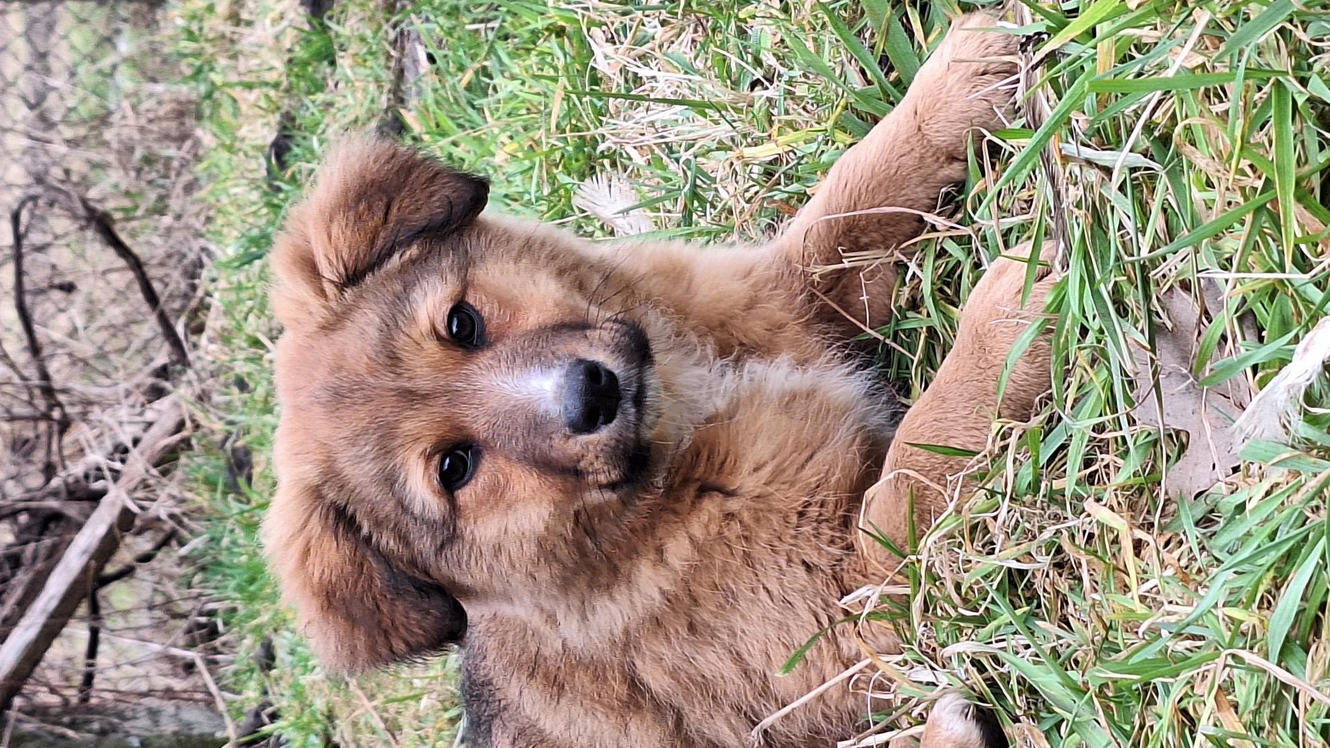 Pieski do adopcji