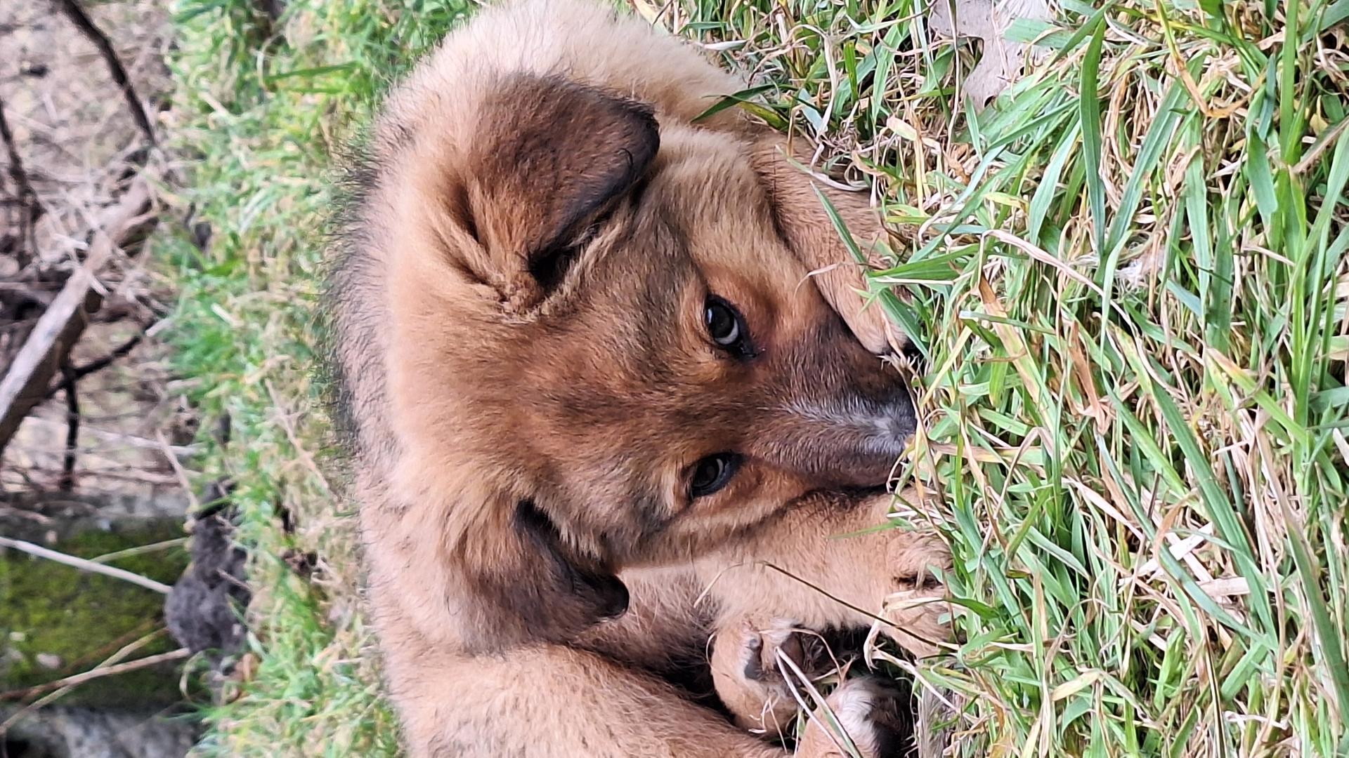 Pieski do adopcji