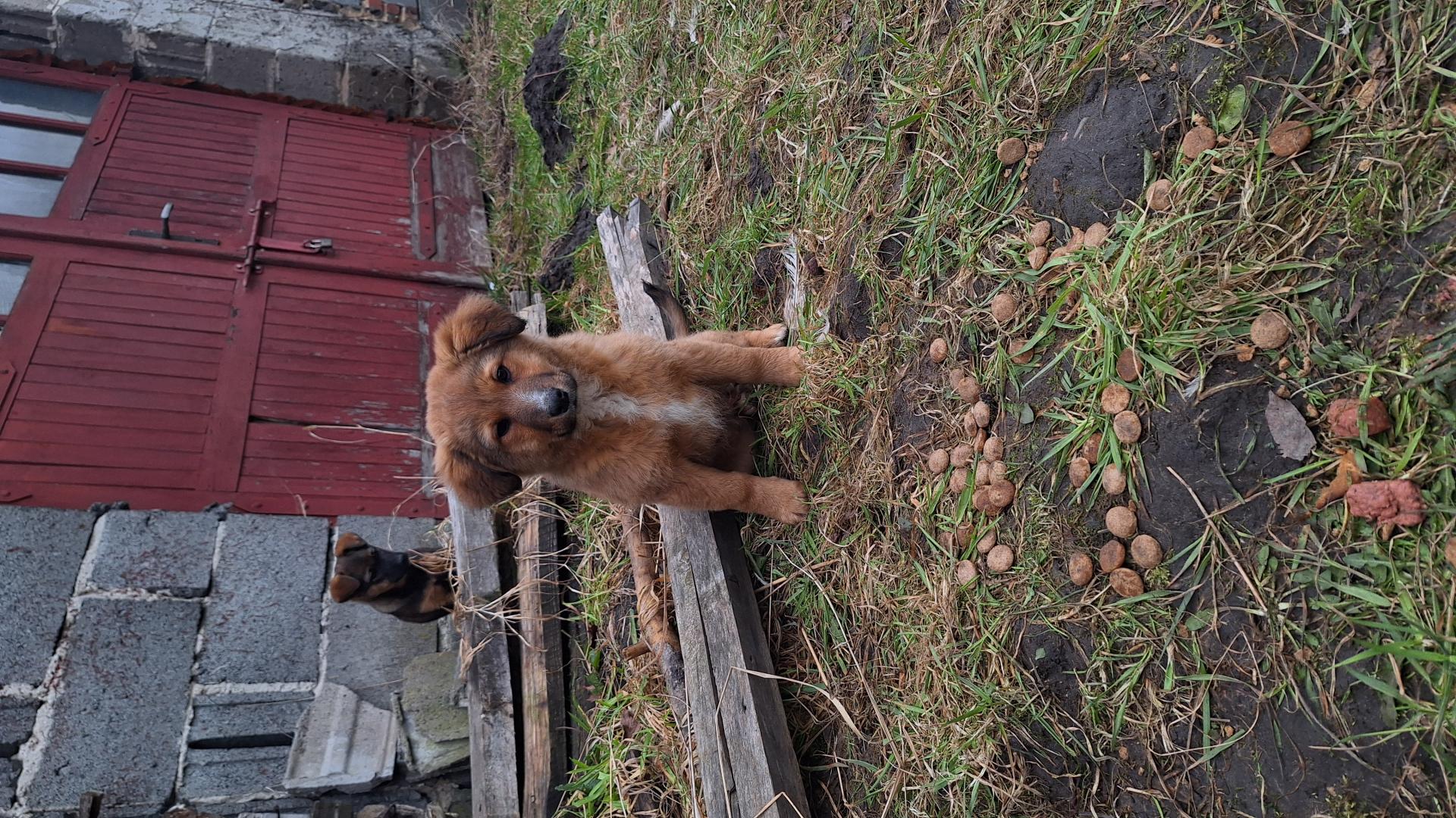Pieski do adopcji