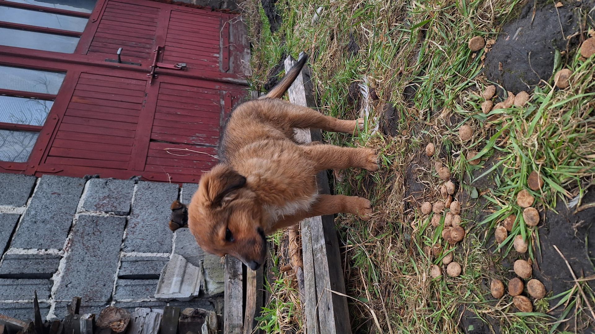 Pieski do adopcji