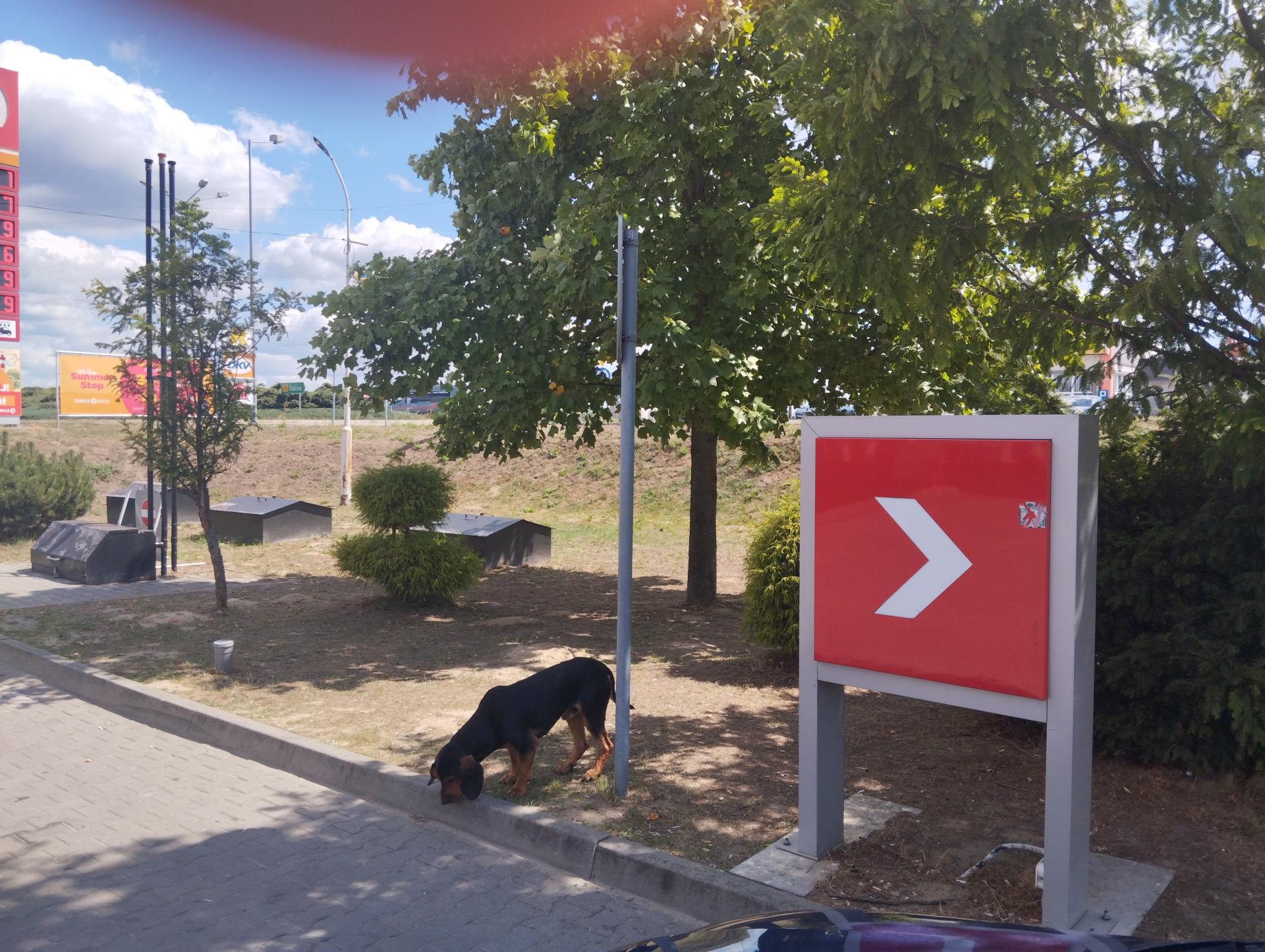 Poszukiwany właściciel pieska