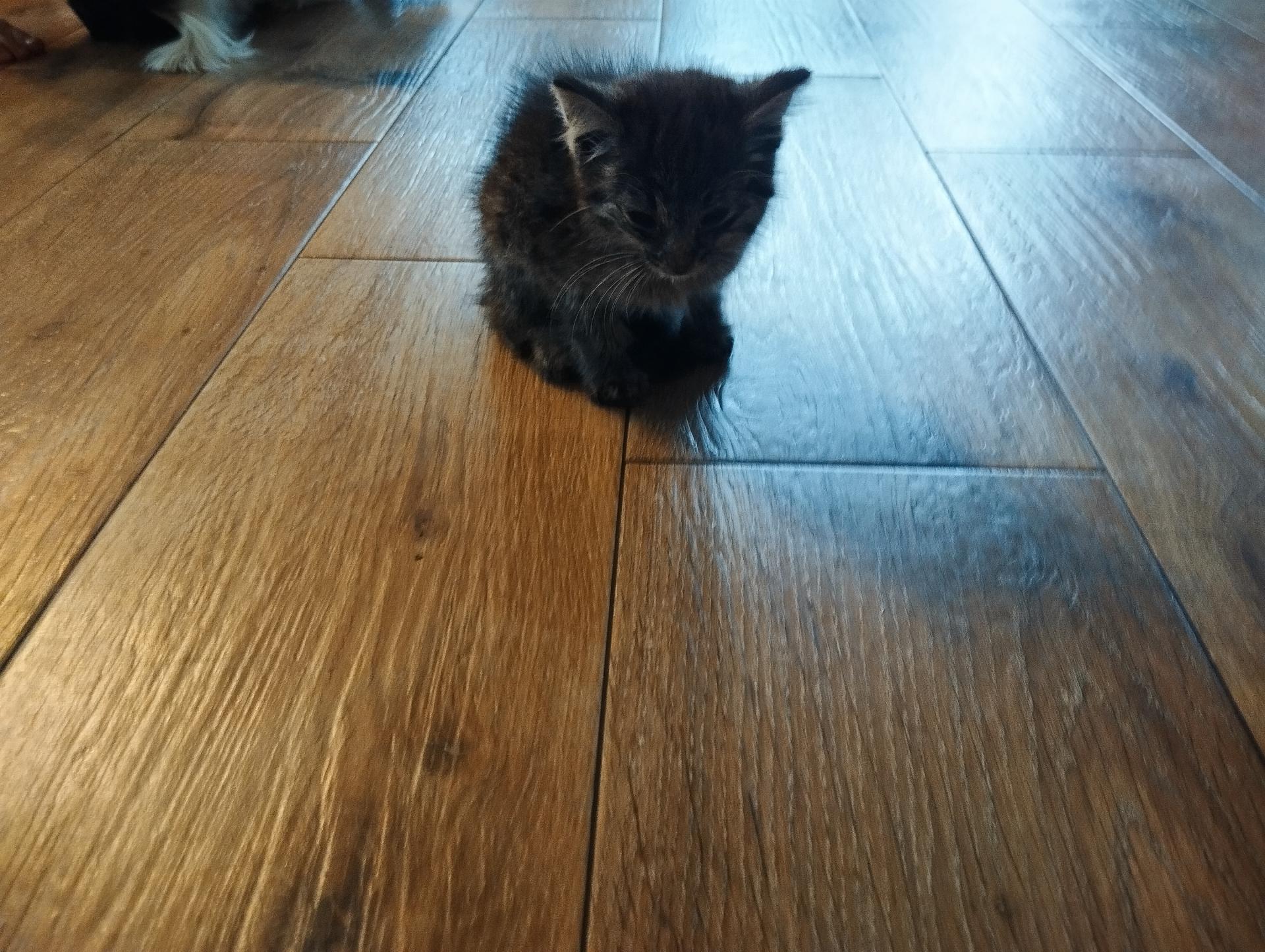 Kotek do adopcji