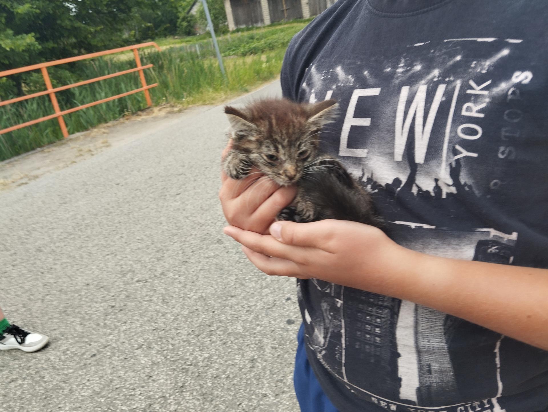 Kotek do adopcji