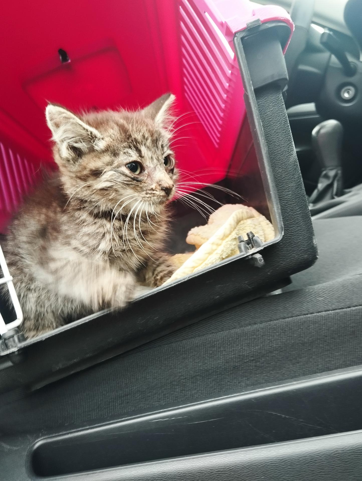 Kotek do adopcji