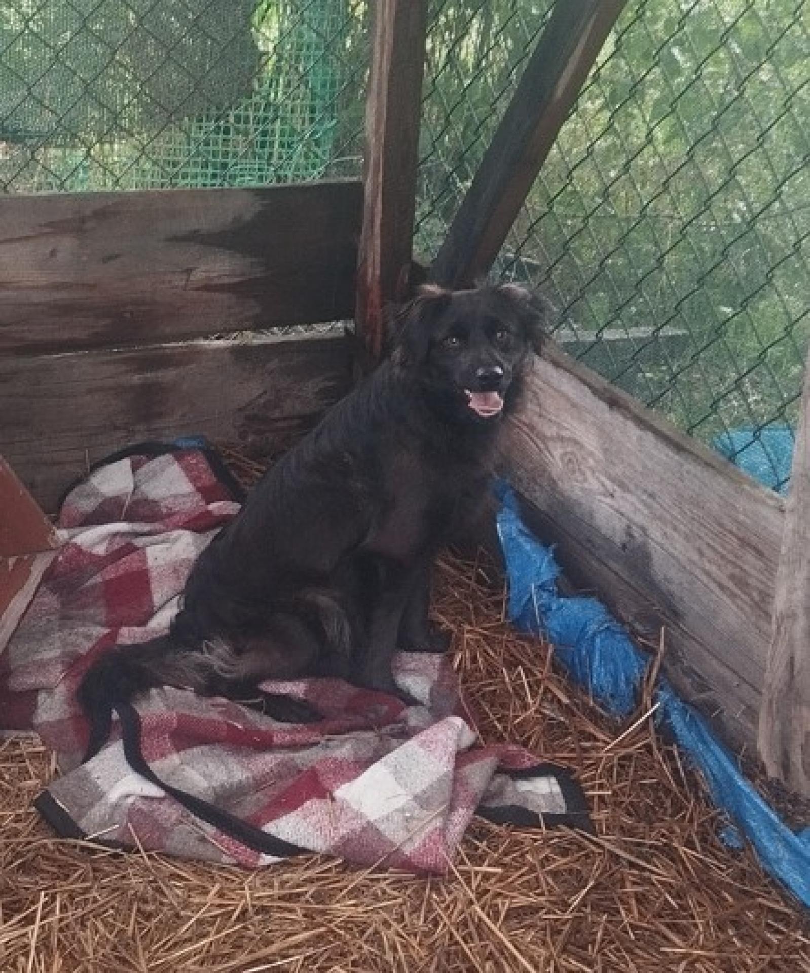Poszukiwany właściciel psa lub osoba chętna do adopcji