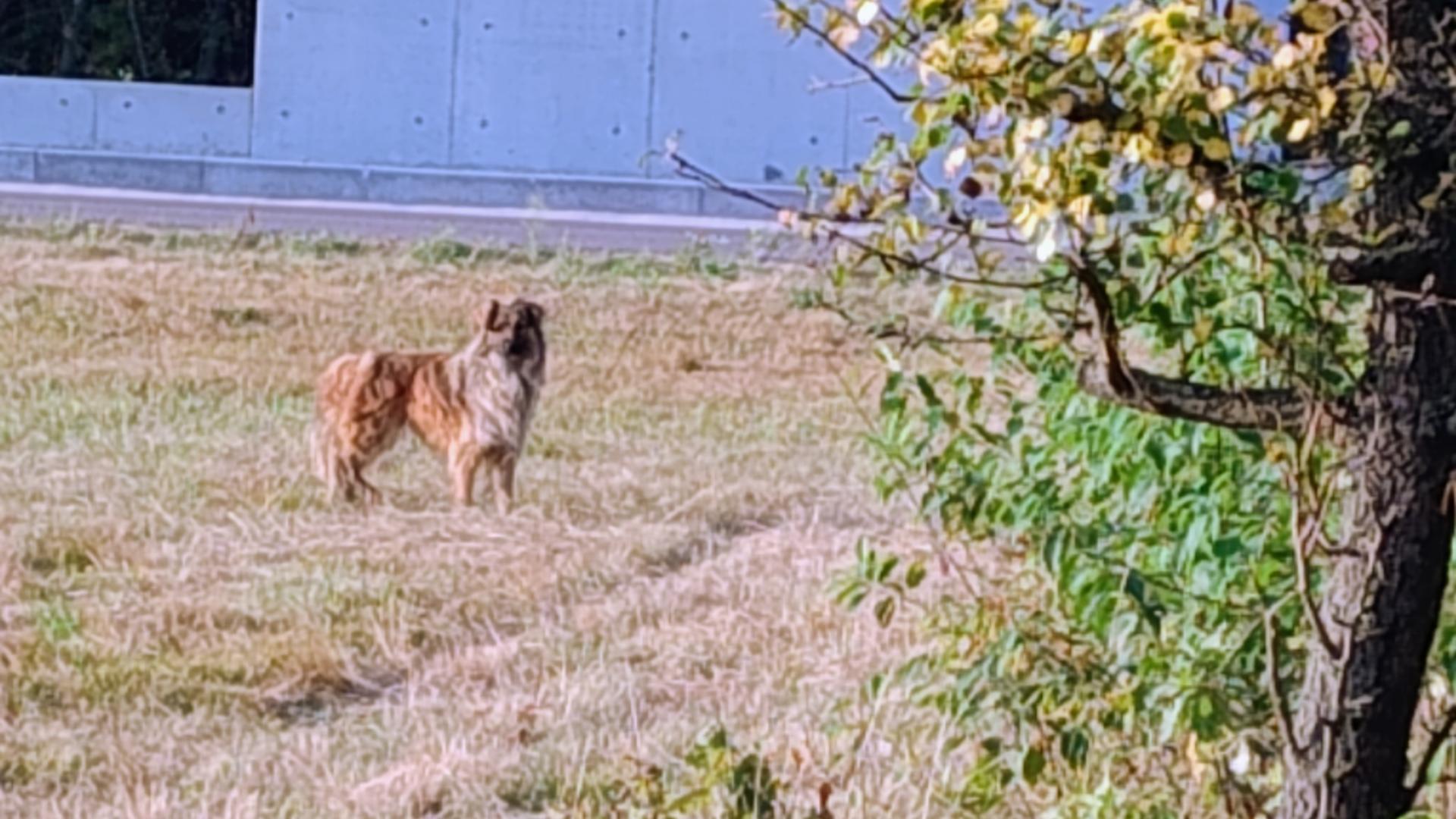 Poszukiwany właściciel psa lub osoba do adopcji